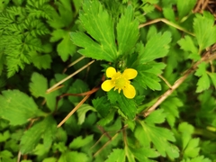 Ranunculus sieboldii