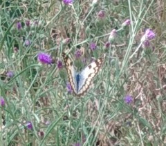 Colotis vesta mutans
