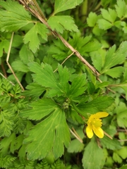 Ranunculus sieboldii