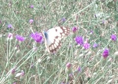 Colotis vesta mutans