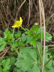 Ranunculus sieboldii