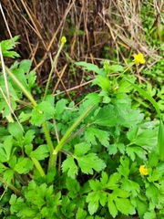Ranunculus sieboldii