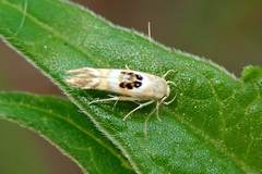 Hieromantis