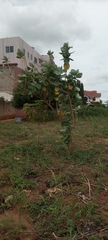 Calotropis procera image