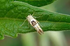 Hieromantis