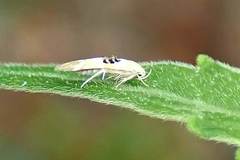 Hieromantis