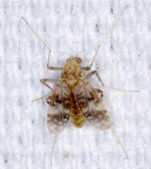 Psectrotanypus dyari