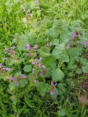Lamium amplexicaule
