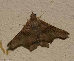 Euclystis manto