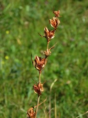 Gladiolus palustris