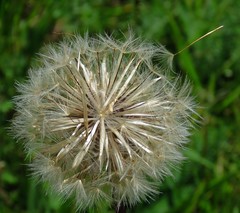 Hypochaeris maculata