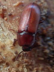 Uloma culinaris