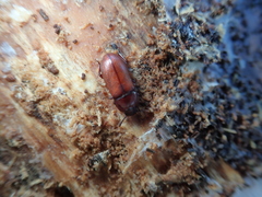 Uloma culinaris