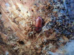 Uloma culinaris