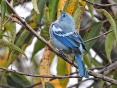 Blue-Gray Tanager photo 6