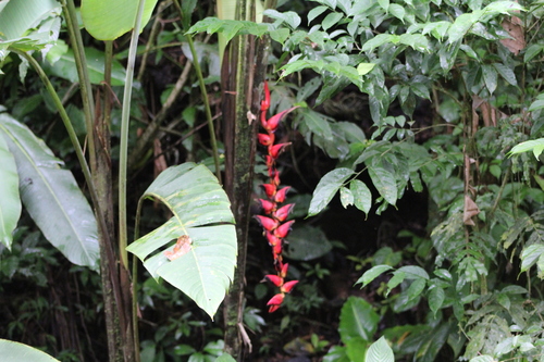 Image of Heliconia pogonantha by (c) John Abrams, some rights reserved (CC BY)