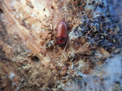 Uloma culinaris
