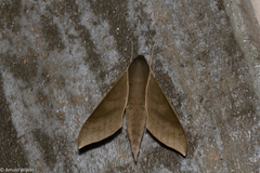 Xylophanes porcus continentalis