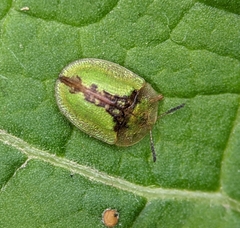Cassida vibex
