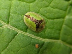Cassida vibex