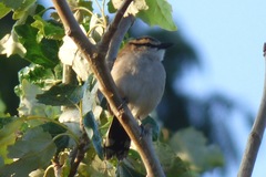 Tchagra australis