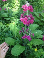 Primula pulverulenta