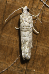 Retinia gemistrigulana