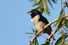 Spermestes fringilloides