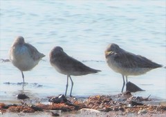 Limosa limosa