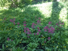 Primula pulverulenta