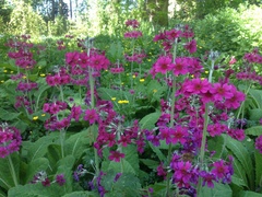 Primula pulverulenta