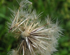 Hypochaeris maculata