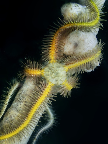 Common Brittle Star, photo 3 of 7