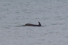 Delphinus delphis ponticus