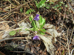 Viola gmeliniana