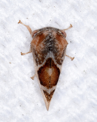 Cyrtolobus vau