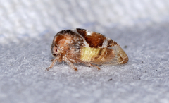 Cyrtolobus vau