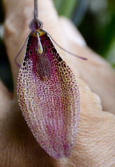 Restrepia