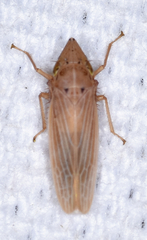 Draeculacephala septemguttata