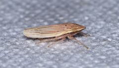 Draeculacephala septemguttata