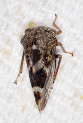 Cyrtolobus tuberosus