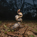 Copperhead Rat Snake - Photo (c) Lawrence Hylton, some rights reserved (CC BY-NC), uploaded by Lawrence Hylton
