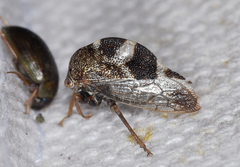 Cyrtolobus tuberosus