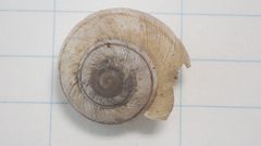Oreohelix strigosa depressa