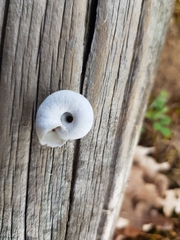 Helicella itala