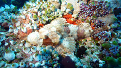 Scorpaenopsis barbata