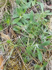 Pulsatilla vulgaris