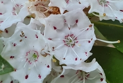 Kalmia latifolia
