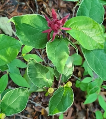Calycanthus floridus