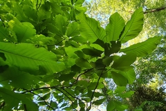 Magnolia macrophylla
